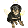 Muffsgif_867